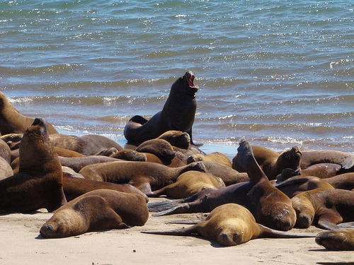 Gálapagos - Leones Marinos