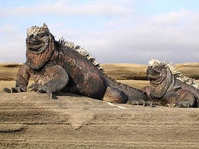 Gálapagos - Iguanas