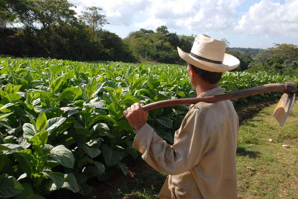 Día del Campesino - Producción tabacalera Día del Campesino - Producción tabacalera