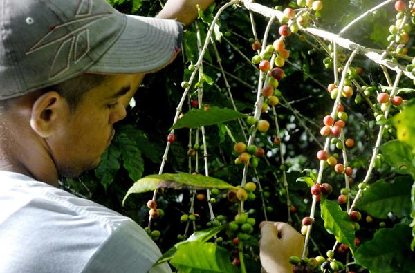 Día del Campesino - Producción de café Día del Campesino - Producción de café
