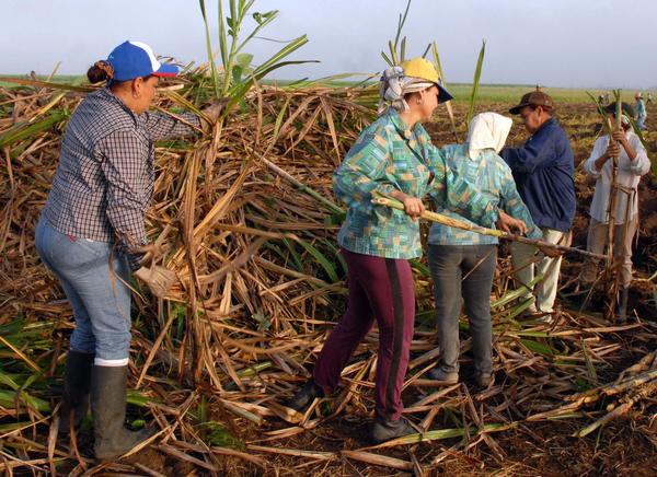 Día del Campesino - Cañaveral Día del Campesino - Cañaveral