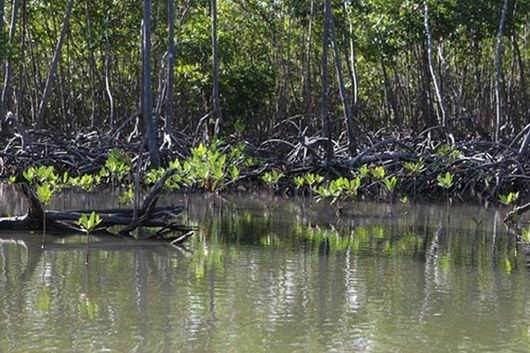Manglar cubano