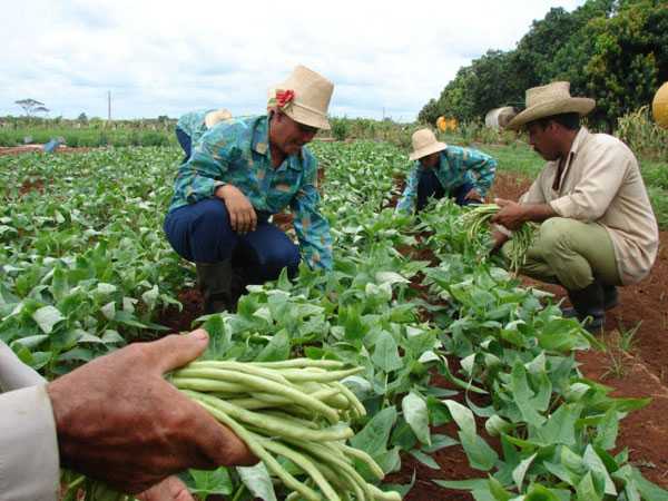 campesinos trabajan tierra campesinos trabajan tierra