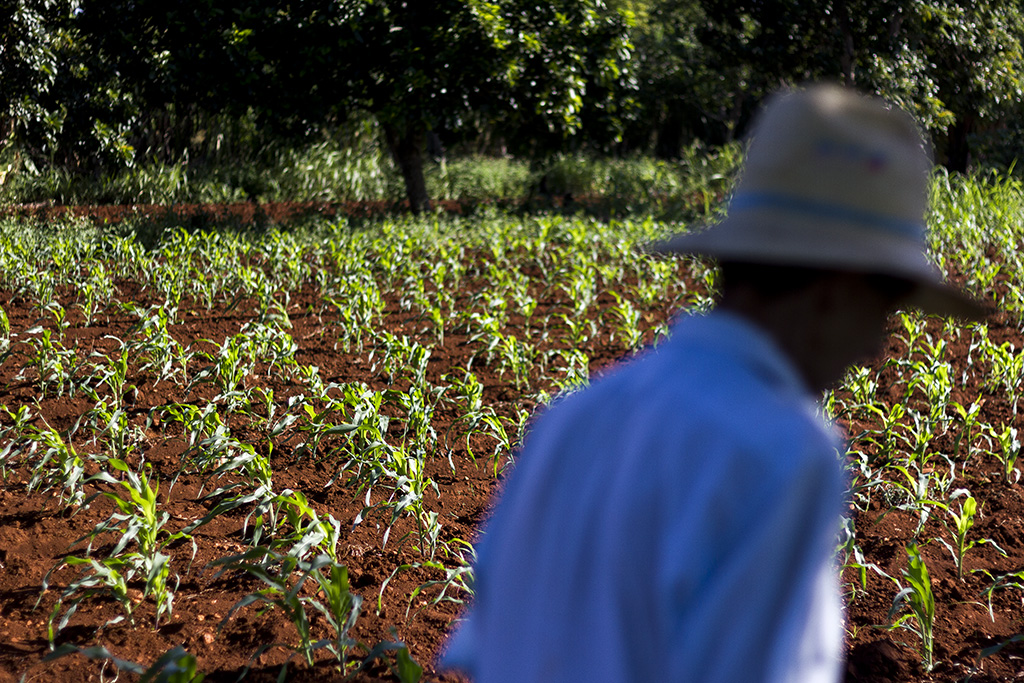 Campesino cubano Campesino cubano
