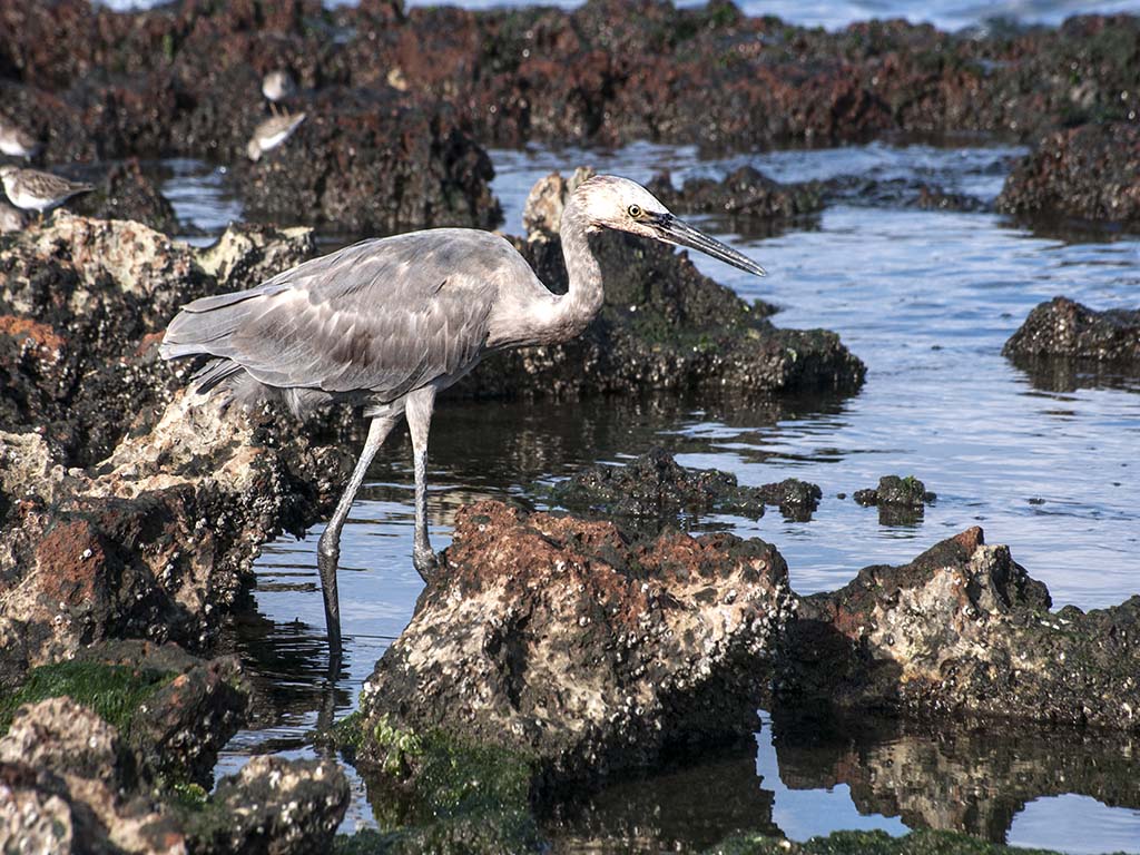 Playa del Chivo
