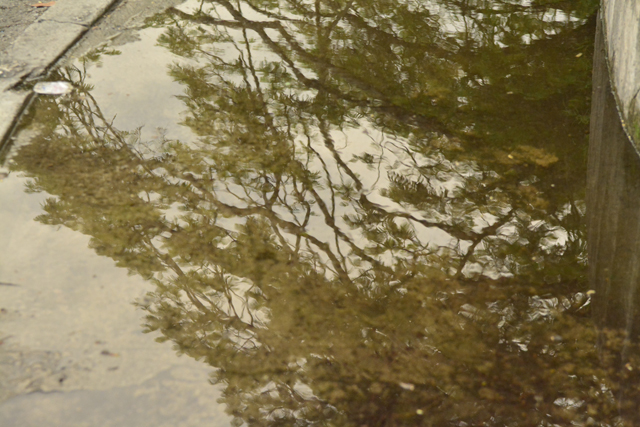 Reflejos.