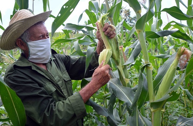 Campesinos agroecologista-CCS Domingo Hernández-Stgo Cuba Campesinos agroecologista-CCS Domingo Hernández-Stgo Cuba