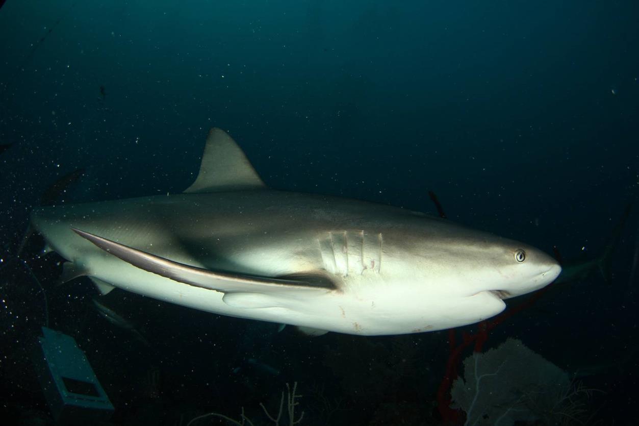 tiburones en cuba tiburones en cuba
