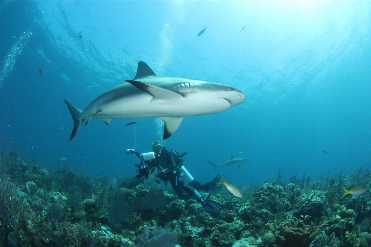 Tiburones en Cuba Tiburones en Cuba