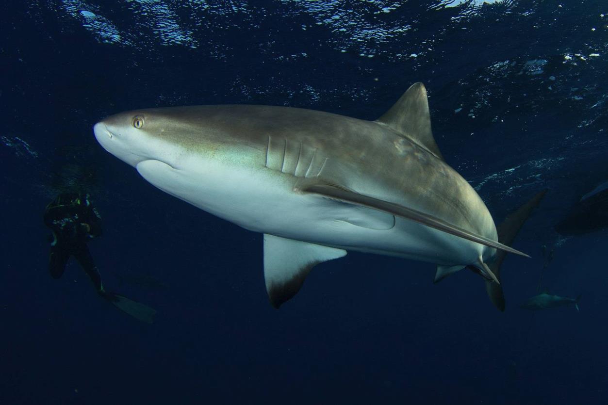 tiburones en cuba tiburones en cuba