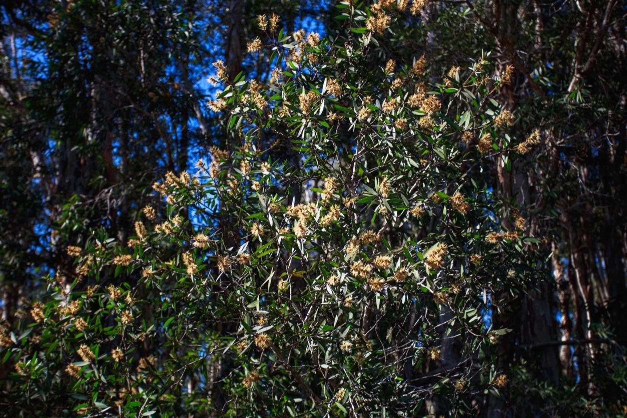 Melaleuca quinquenervia Melaleuca quinquenervia