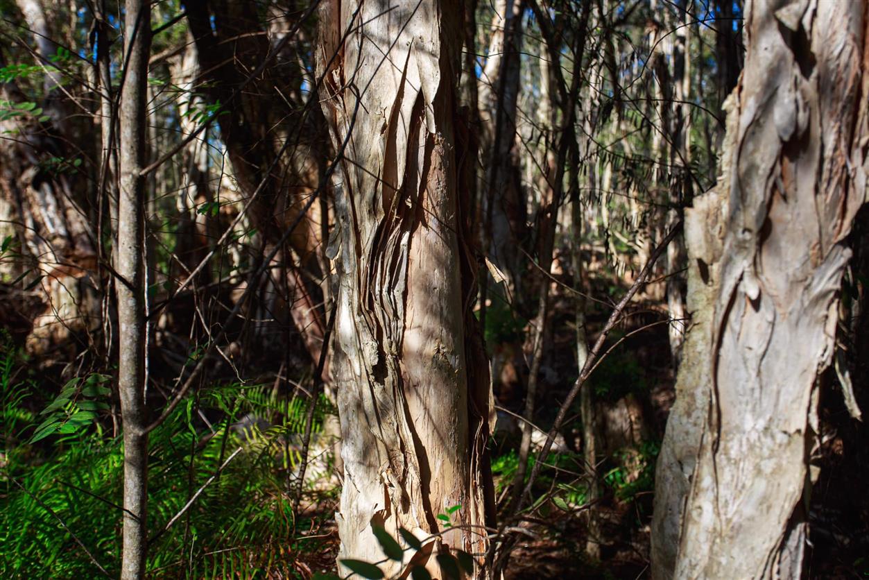 Melaleuca quinquenervia Melaleuca quinquenervia