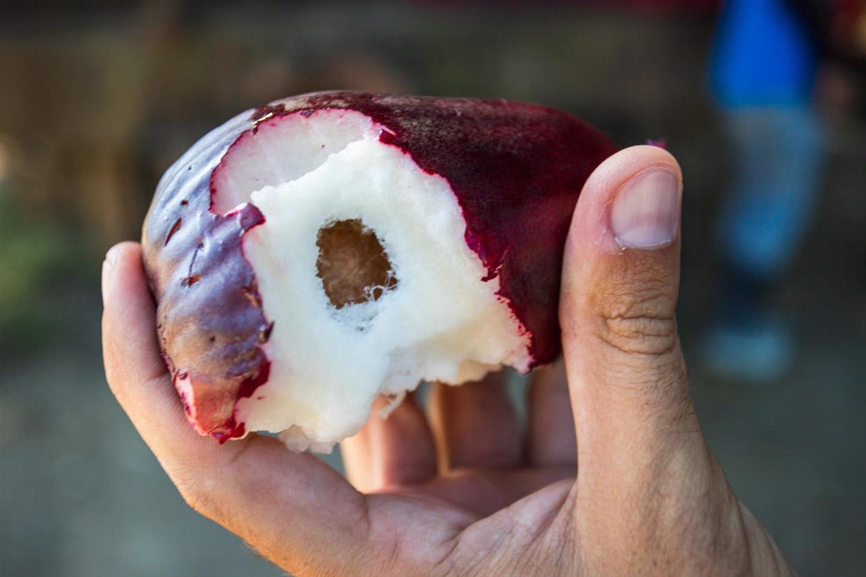 Pera o manzana de agua Pera o manzana de agua