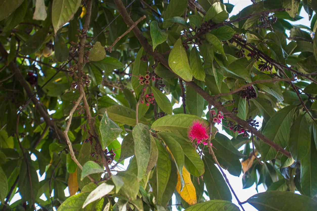 Pera o manzana de agua Pera o manzana de agua