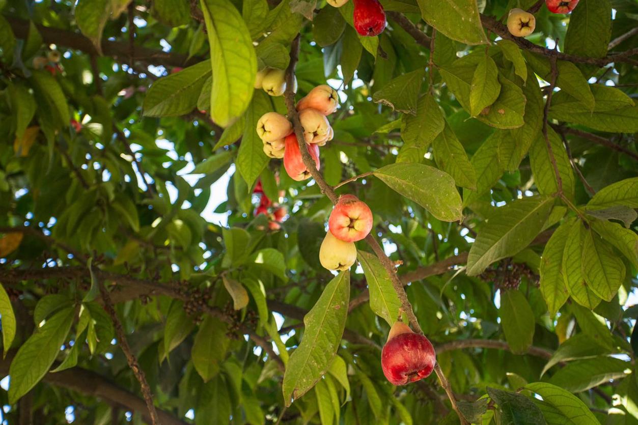 Pera o manzana de agua Pera o manzana de agua
