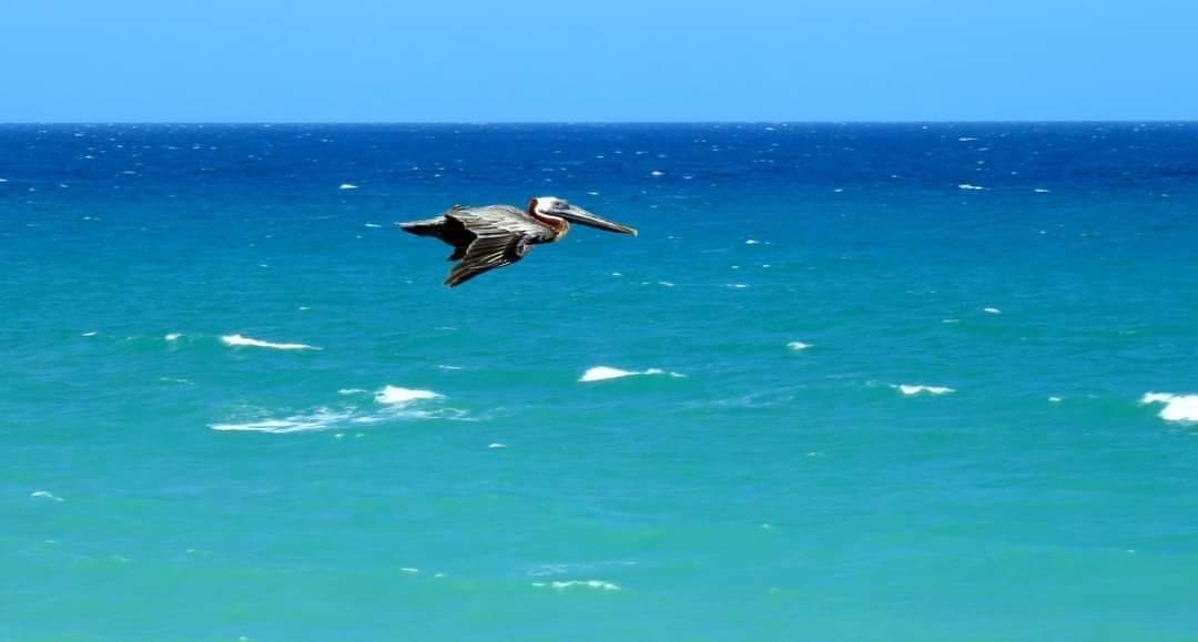 El Tren de la Playa Recesa y Regresará (Naturaleza Secreta de Cuba) El Tren de la Playa Recesa y Regresará (Naturaleza Secreta de Cuba)