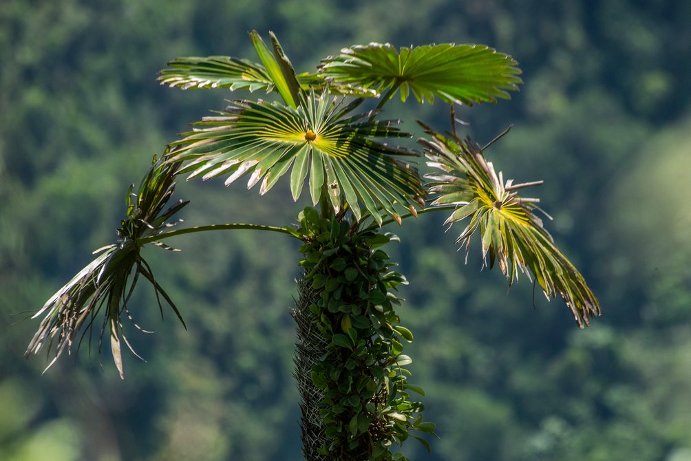 Una de las plantas endémicas del Yunque. Una de las plantas endémicas del Yunque.