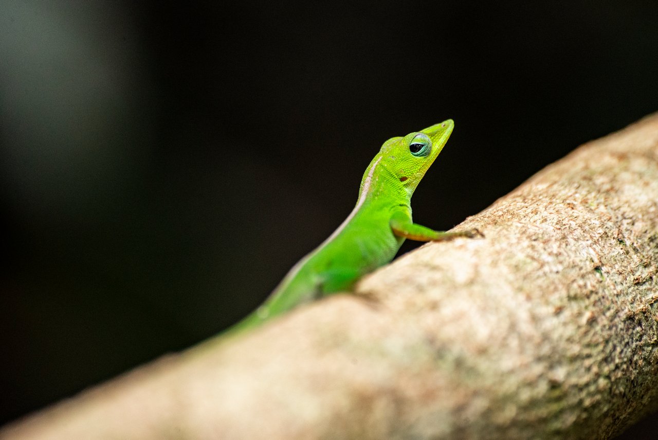 Una anolis vigilante. Una anolis vigilante.