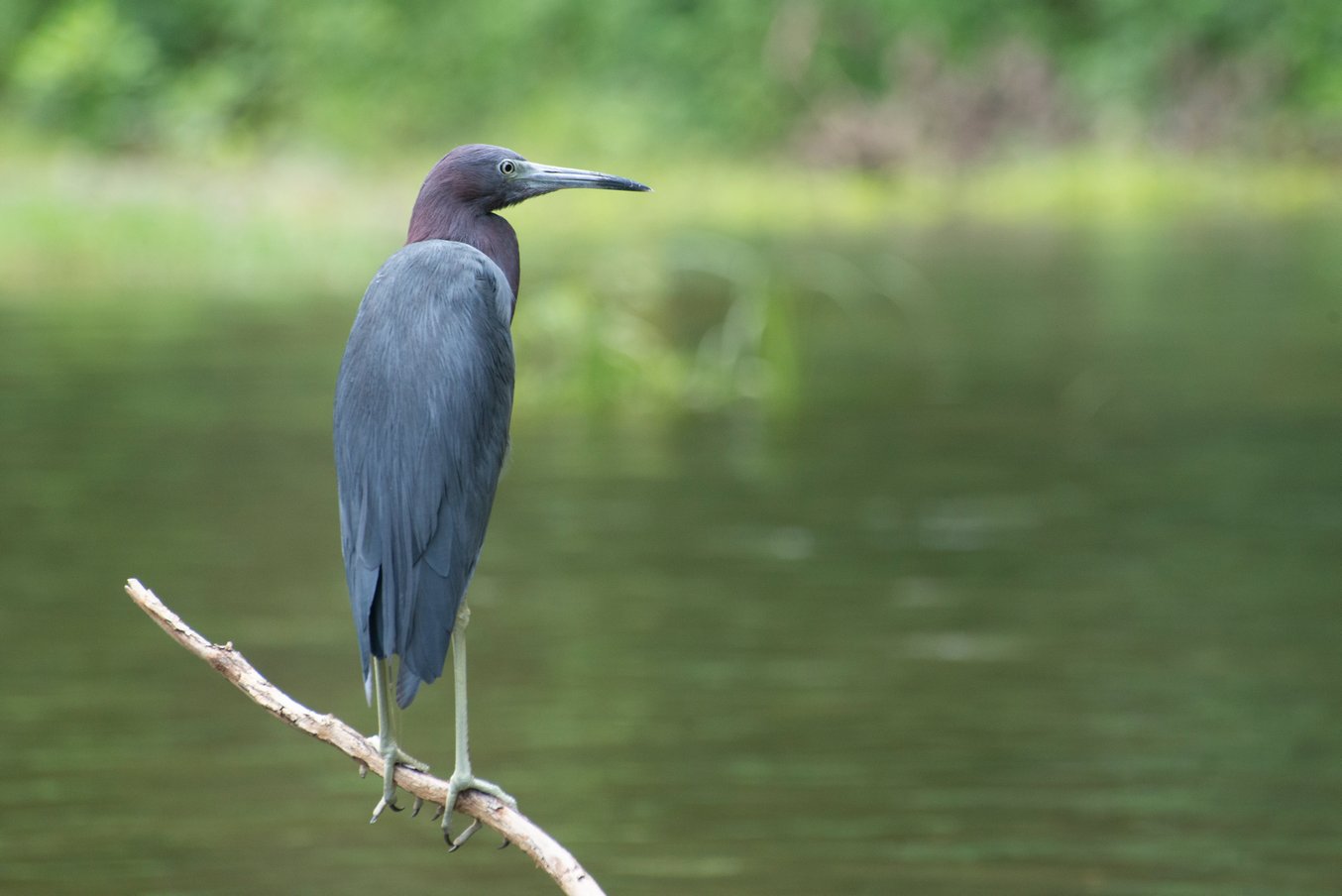 Garza azul Garza azul