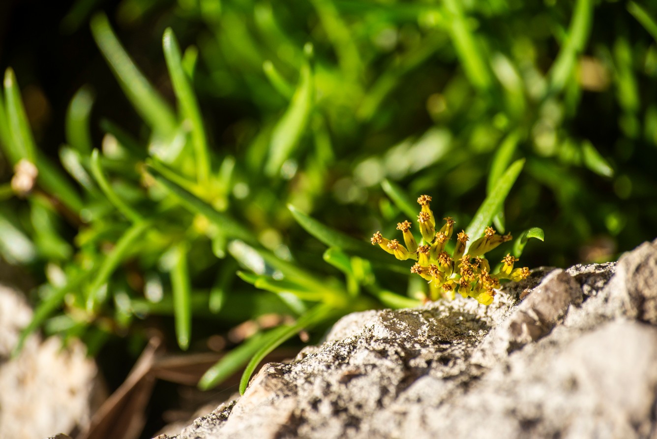 Ocho metros de botánica costera Ocho metros de botánica costera