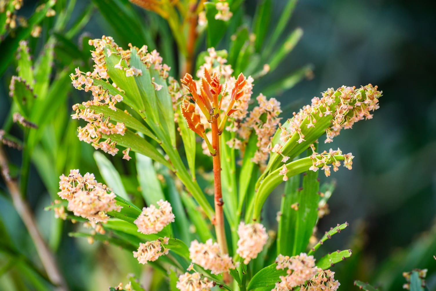 Ocho metros de botánica costera Ocho metros de botánica costera